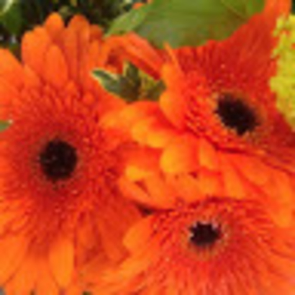 Meet your Posher, Lorn